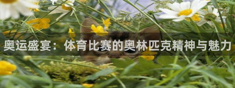 奥运盛宴：体育比赛的奥林匹克精神与魅力